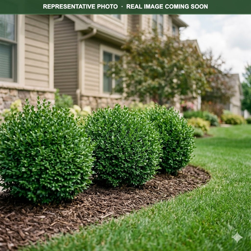 Chicagoland Green Boxwood (Buxus) — Maple Grove, MN