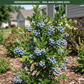 Chippewa Blueberry (Vaccinium) — Eden Prairie, MN