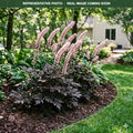 Chocoholic Bugbane (Actaea) — St. Paul, MN