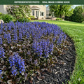 Chocolate Chip Bugleweed (Ajuga) — Woodbury, MN