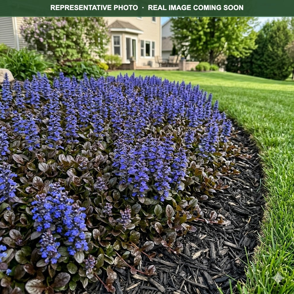 Chocolate Chip Bugleweed (Ajuga) — Woodbury, MN