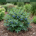 Cinderella Honeyberry (Lonicera caerulea) — Maple Grove, MN