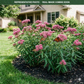 Cinderella Milkweed (Asclepias incarnata) — Edina, MN