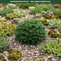 Cis Korean Fir (Abies koreana) — Bloomington, MN