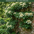 Climbing Hydrangea (Hydrangea anomala subsp. petiolaris) — Lakeville, MN