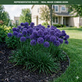 Cobalt Millenium Allium (Allium) — Minnetonka, MN