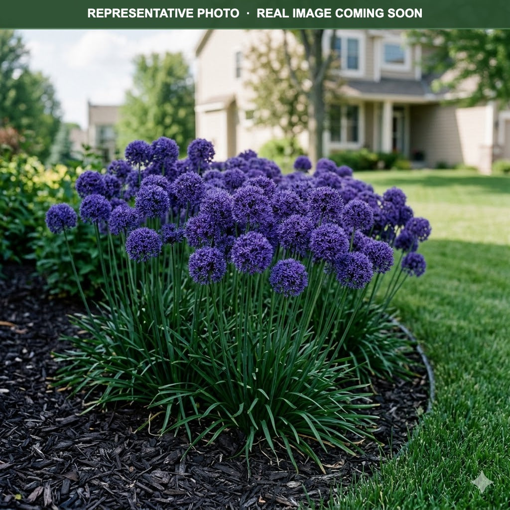 Cobalt Millenium Allium (Allium) — Minnetonka, MN
