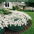 Coconut Surprise Dianthus (Dianthus) — Woodbury, MN