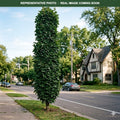 Columnar Norway Maple (Acer platanoides) — Maplewood, MN