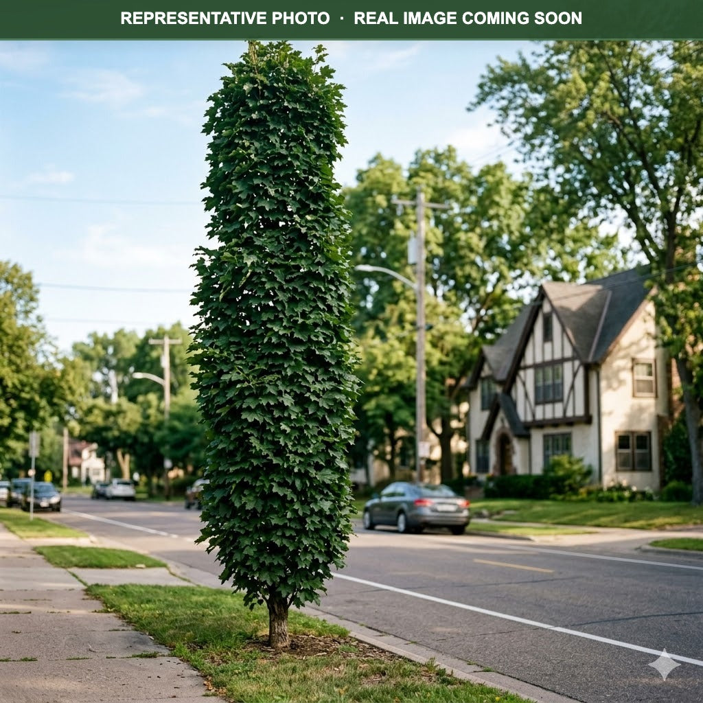 Columnar Norway Maple (Acer platanoides) — Maplewood, MN