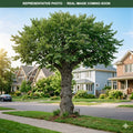 Common Hackberry (Celtis occidentalis) — Wayzata, MN