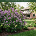 Common Purple Lilac (Syringa vulgaris) — Burnsville, MN