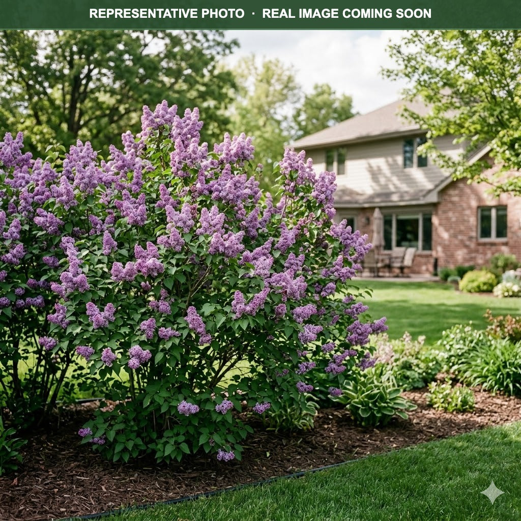 Common Purple Lilac (Syringa vulgaris) — Burnsville, MN