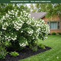 Common Snowball Viburnum (Viburnum opulus) — Lakeville, MN