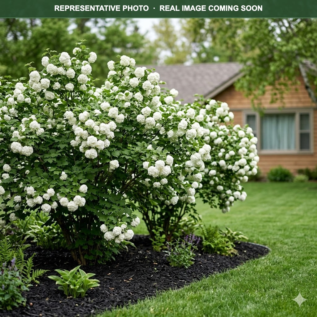 Common Snowball Viburnum (Viburnum opulus) — Lakeville, MN