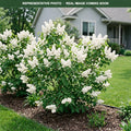Common White Lilac (Syringa vulgaris) — Maplewood, MN