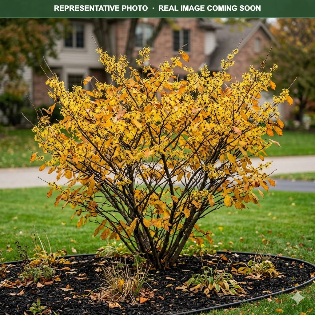 Common Witch Hazel (Hamamelis virginiana) — Wayzata, MN