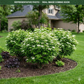 Compact American Cranberrybush Viburnum (Viburnum trilobum) — Chanhassen, MN