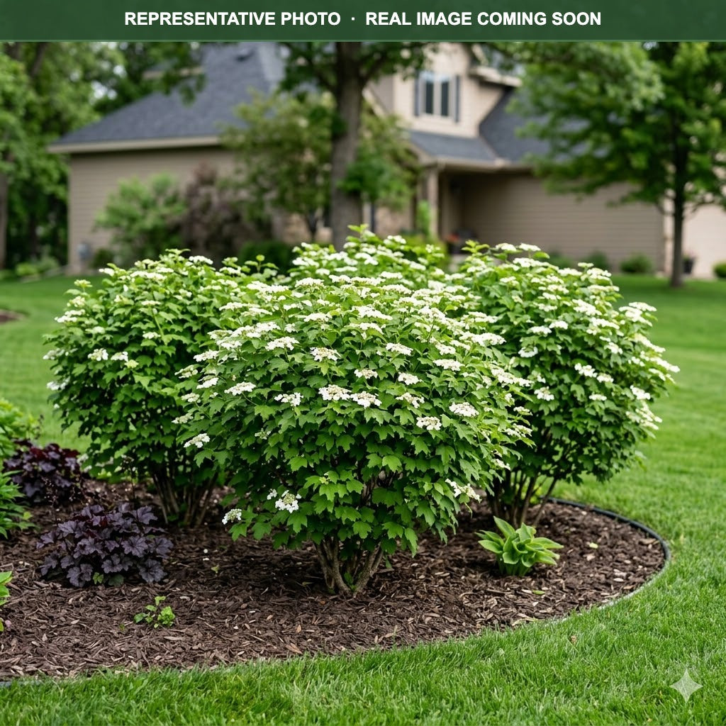 Compact American Cranberrybush Viburnum (Viburnum trilobum) — Chanhassen, MN