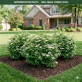 Compact European Viburnum (Viburnum opulus) — Minneapolis, MN