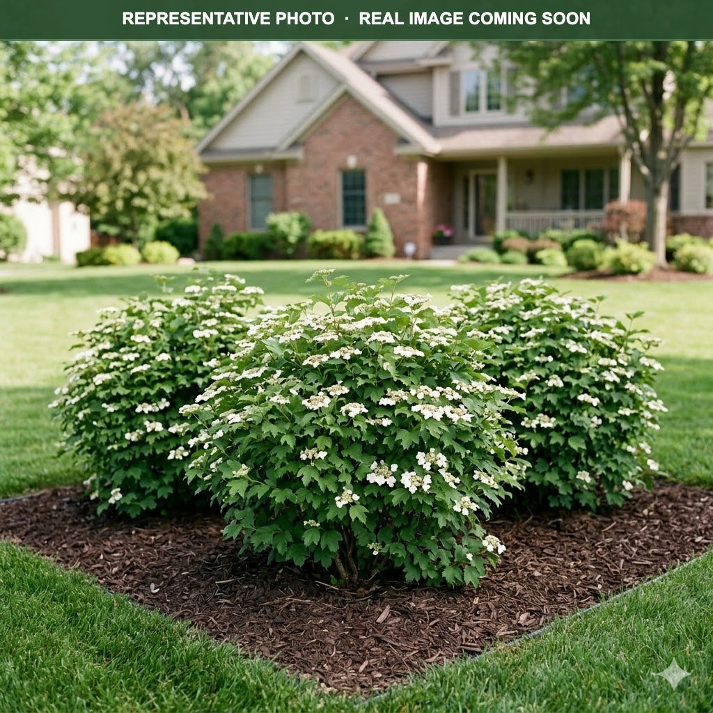 Compact European Viburnum (Viburnum opulus) — Minneapolis, MN