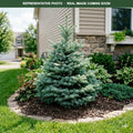 Conica Dwarf White Fir (Abies) — Edina, MN