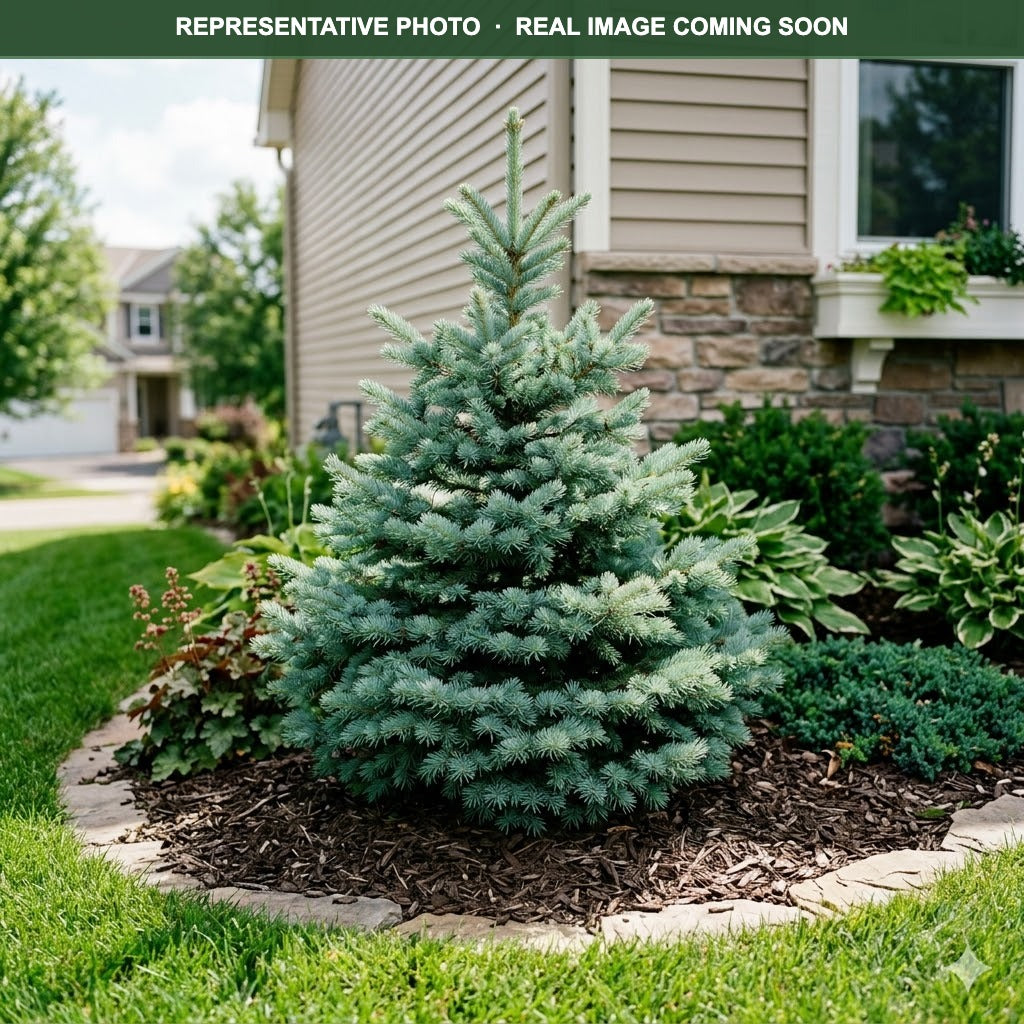 Conica Dwarf White Fir (Abies) — Edina, MN