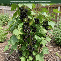 Consort Black Currant (Ribes nigrum) — Bloomington, MN