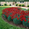 Constant Beauty Red Dianthus (Dianthus) — Eden Prairie, MN