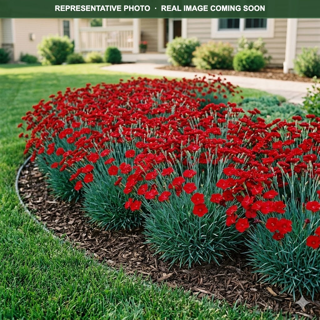 Constant Beauty Red Dianthus (Dianthus) — Eden Prairie, MN