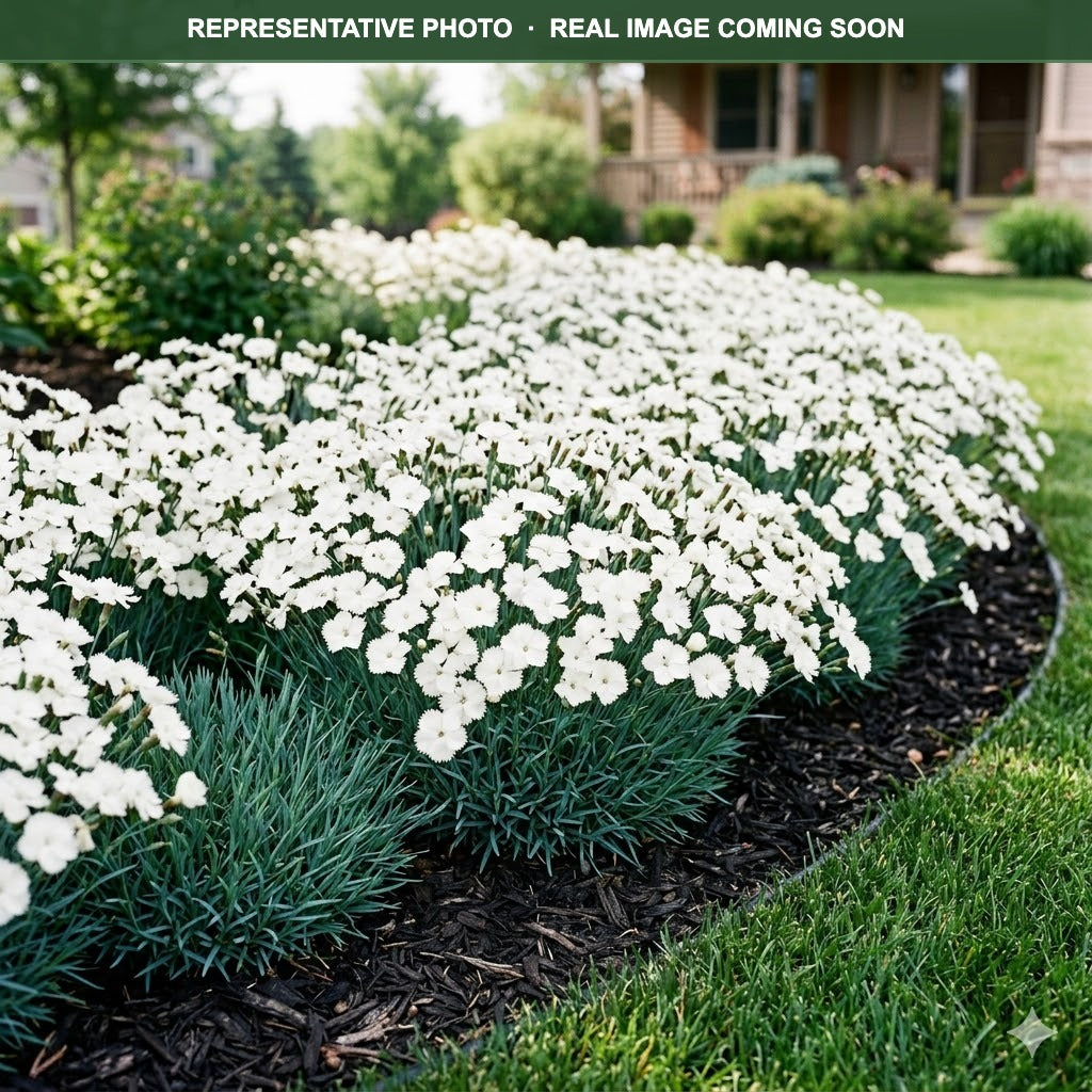 Constant Beauty White Dianthus (Dianthus) — Plymouth, MN