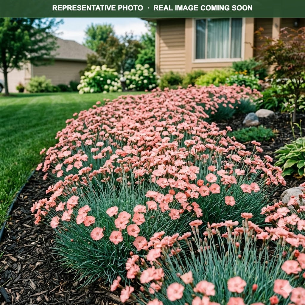 Constant Cadence Salmon Dianthus (Dianthus) — Maple Grove, MN