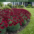 Constant Craze Burgundy Dianthus (Dianthus) — Bloomington, MN
