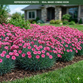 Constant Craze Raspberry Dianthus (Dianthus) — Shoreview, MN