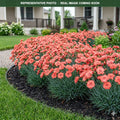 Coral Reef Dianthus (Dianthus) — Burnsville, MN