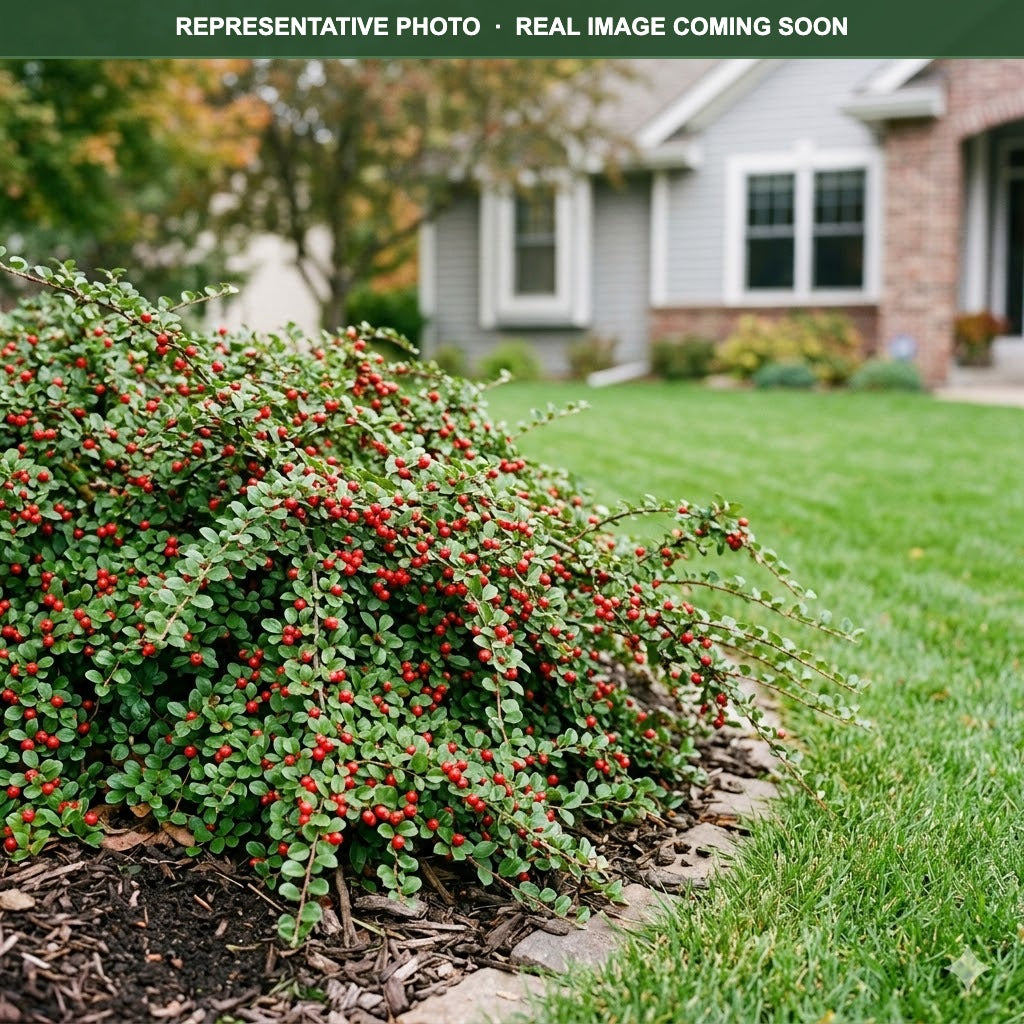Cranberry Cotoneaster (Cotoneaster apiculatus) — Woodbury, MN