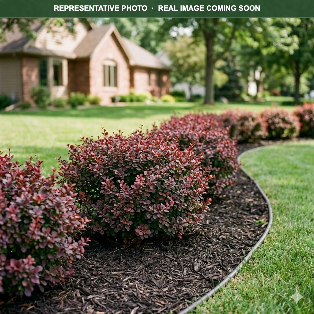Crimson Pygmy Barberry (Berberis thunbergii) — Plymouth, MN