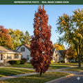 Crimson Spire Oak (Quercus) — Minneapolis, MN