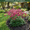Curtain Call Deep Rose Anemone (Anemone) — Maplewood, MN