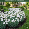 Cute as a Button Dianthus (Dianthus) — Wayzata, MN