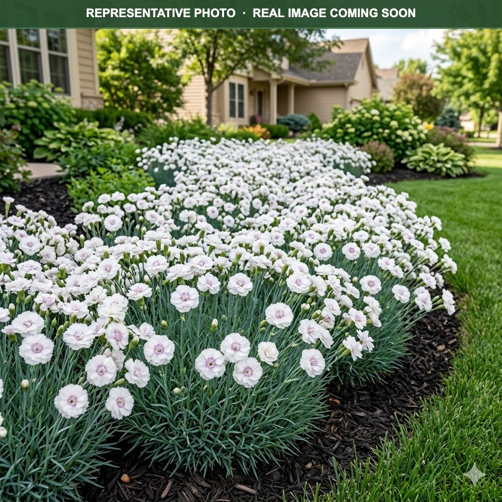 Cute as a Button Dianthus (Dianthus) — Wayzata, MN
