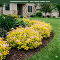 Dakota Goldcharm Spirea (Spiraea japonica) — Shoreview, MN