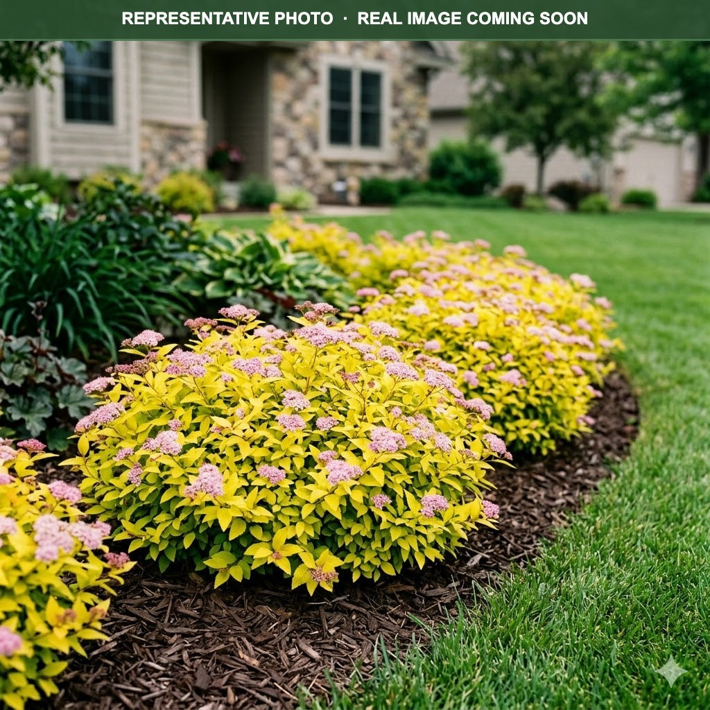 Dakota Goldcharm Spirea (Spiraea japonica) — Shoreview, MN