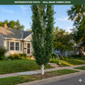 Dakota Pinnacle Birch (Betula platyphylla) — St. Paul, MN