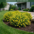 Dakota Sunspot Potentilla (Potentilla fruticosa) — Burnsville, MN