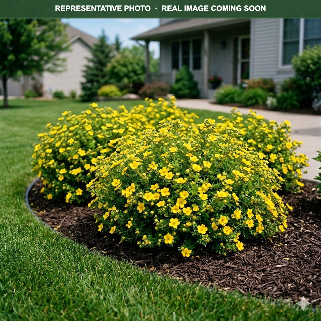Dakota Sunspot Potentilla (Potentilla fruticosa) — Burnsville, MN