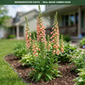 Dalmatian Peach Foxglove (Digitalis) — Chanhassen, MN