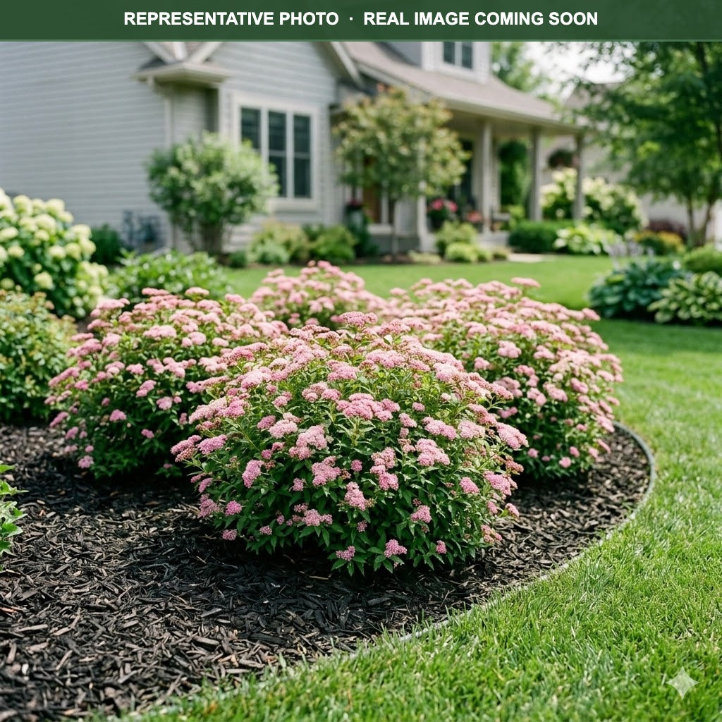 Daphne Spirea (Spiraea japonica) — Lakeville, MN