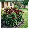 Dark Shadows Wicked Coneflower (Echinacea) — Minnetonka, MN