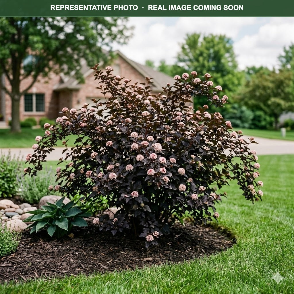 Darkstar Ninebark (Physocarpus opulifolius) — Maplewood, MN